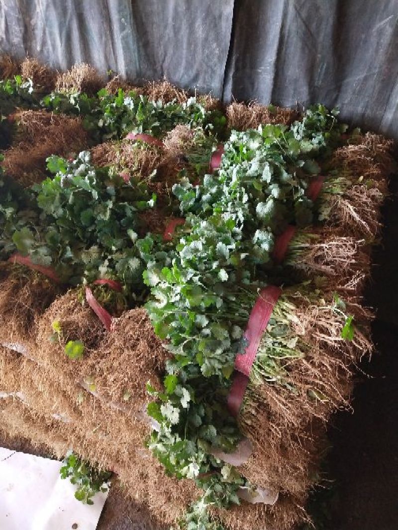 大叶菠菜20~25厘米