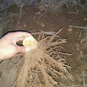 泡桐6~8cm4~6cm4米以上
