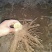 泡桐6~8cm4~6cm4米以上