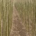 泡桐6~8cm4~6cm4米以上