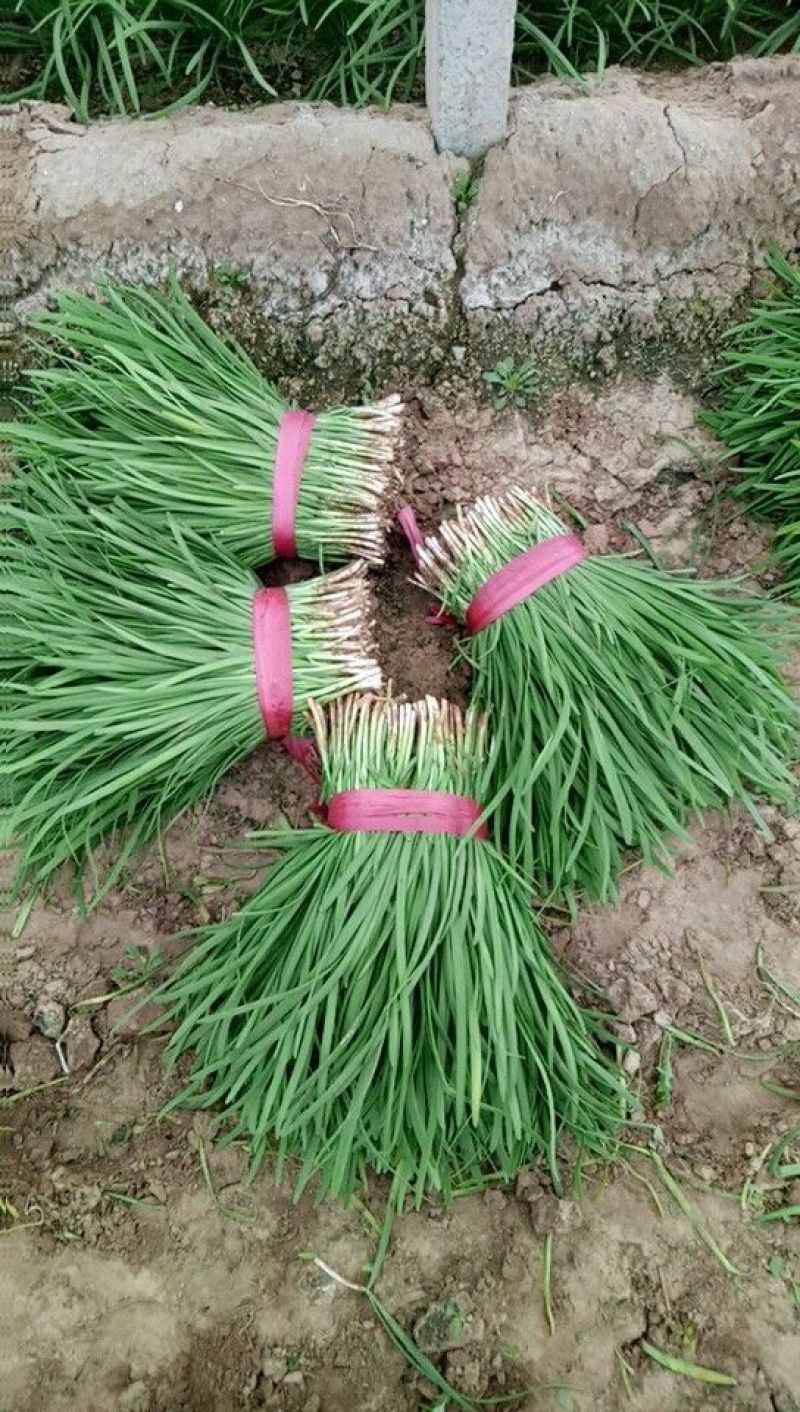 大叶韭菜二茬