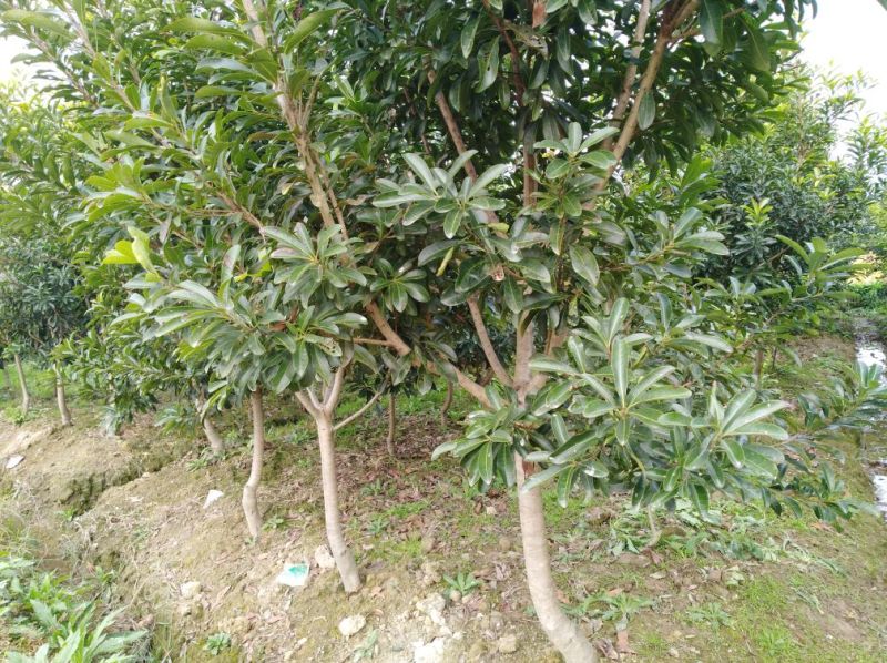 杨梅树苗3一26公分大.价格电谈