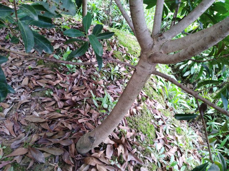 杨梅树苗3一26公分大.价格电谈