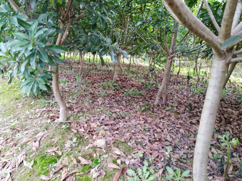 杨梅树苗3一26公分大.价格电谈