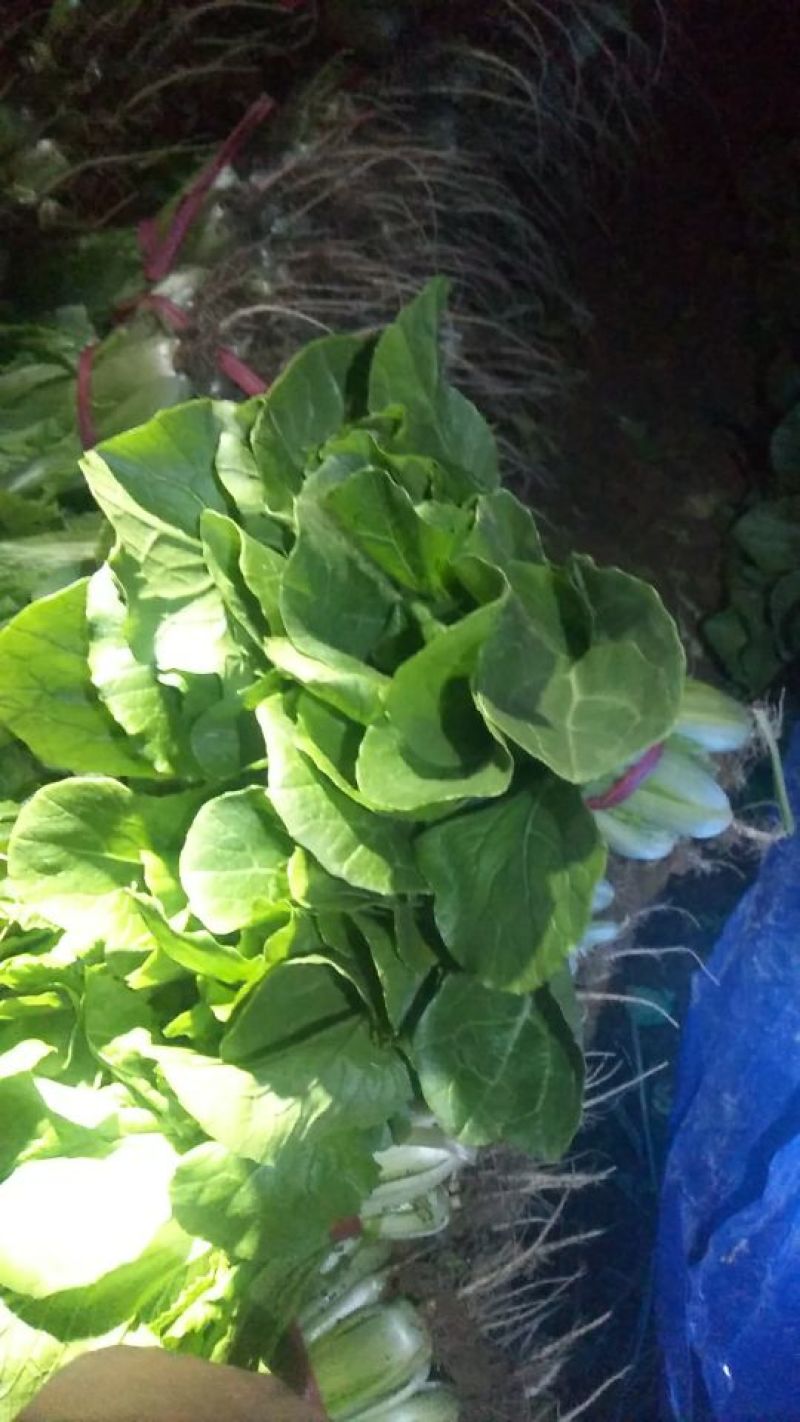 上海青小白菜10~20cm