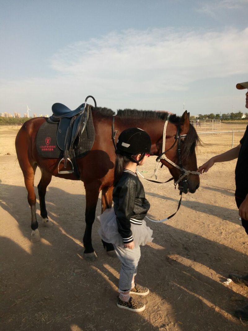 矮马100~200kg