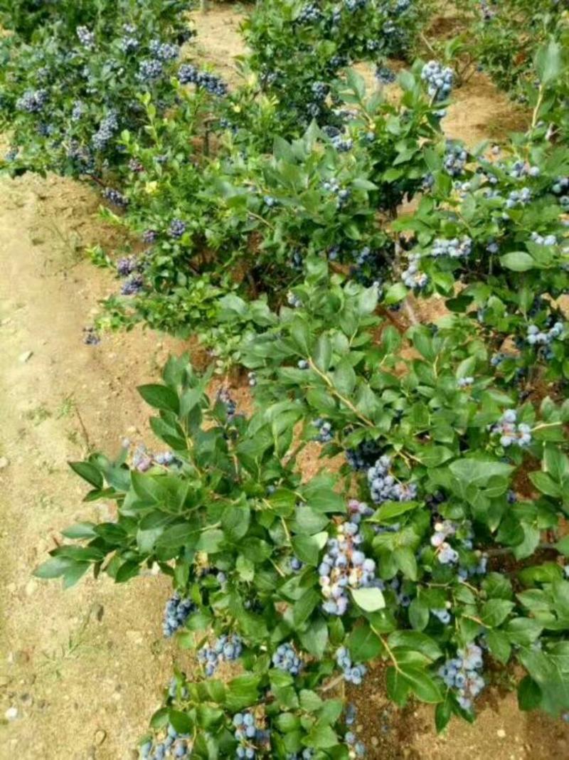 蓝莓苗30~50cm0.5~1年