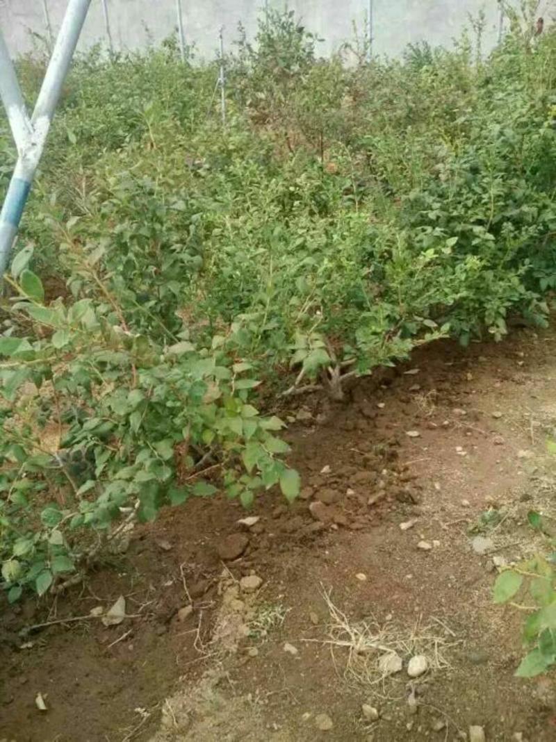 蓝莓苗30~50cm0.5~1年