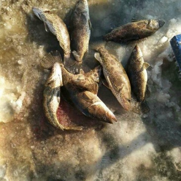 班桂鱼10~20cm食用活鱼