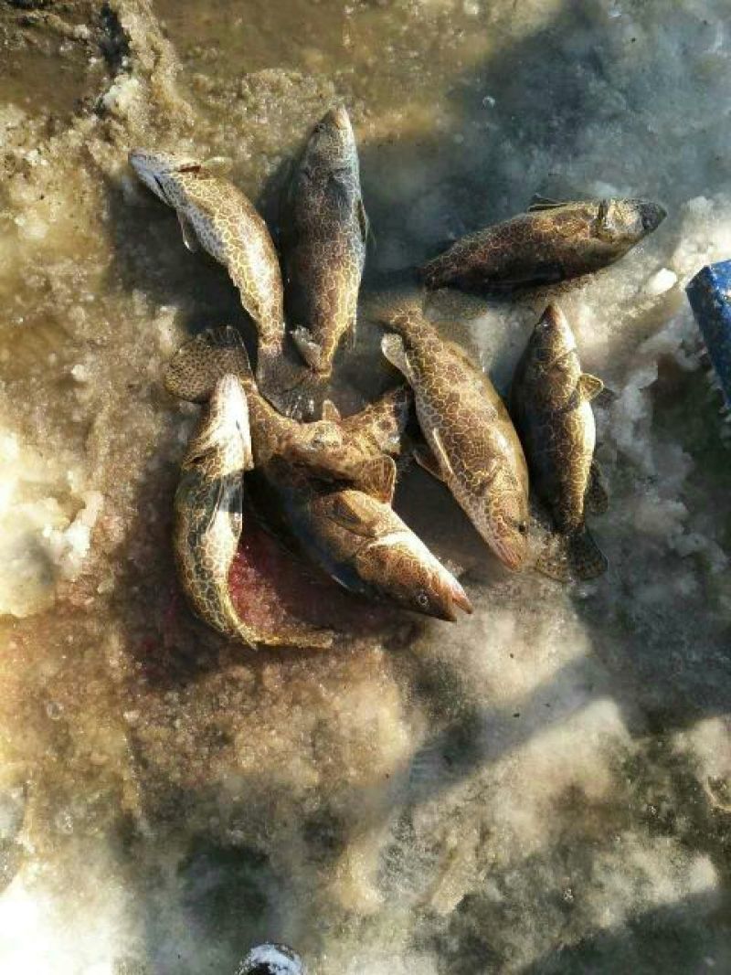 班桂鱼10~20cm食用活鱼