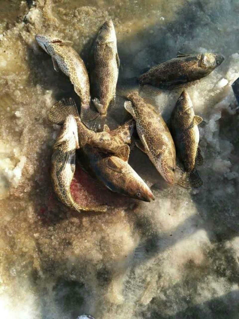 班桂鱼10~20cm食用活鱼