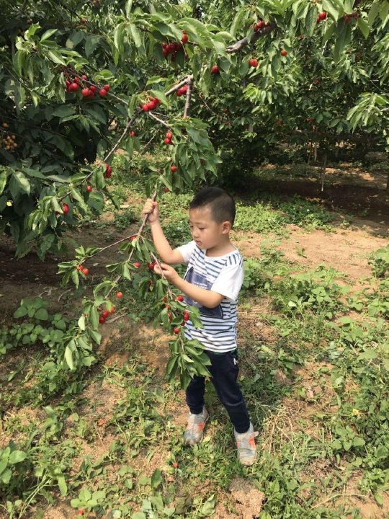 矮化樱桃树苗乔化美早齐早俄罗斯八号萨米脱沙王