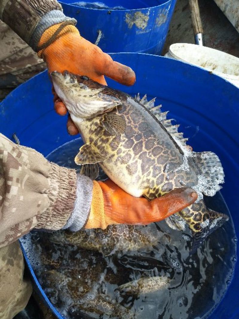 班桂鱼食用活鱼20~30cm