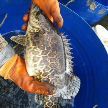 班桂鱼食用活鱼20~30cm