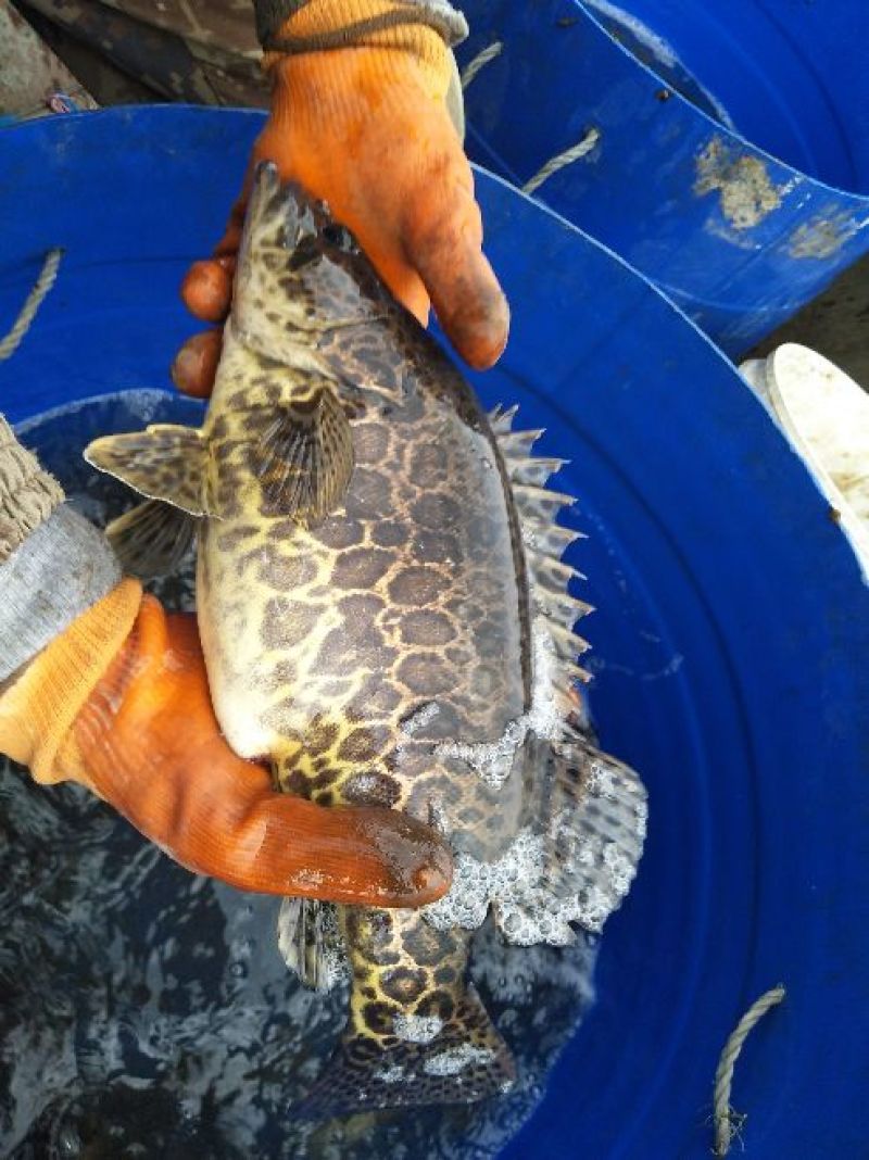 班桂鱼食用活鱼20~30cm