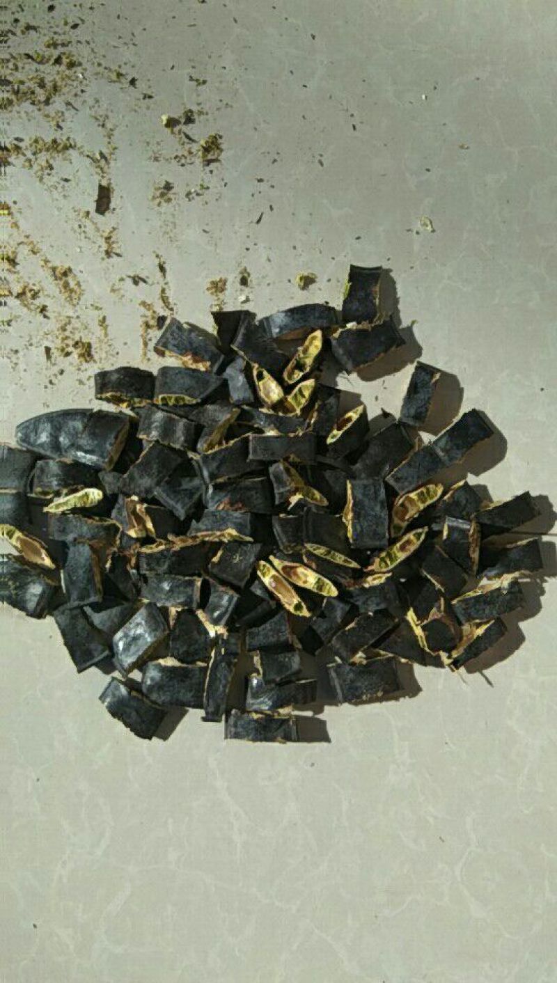 皂荚