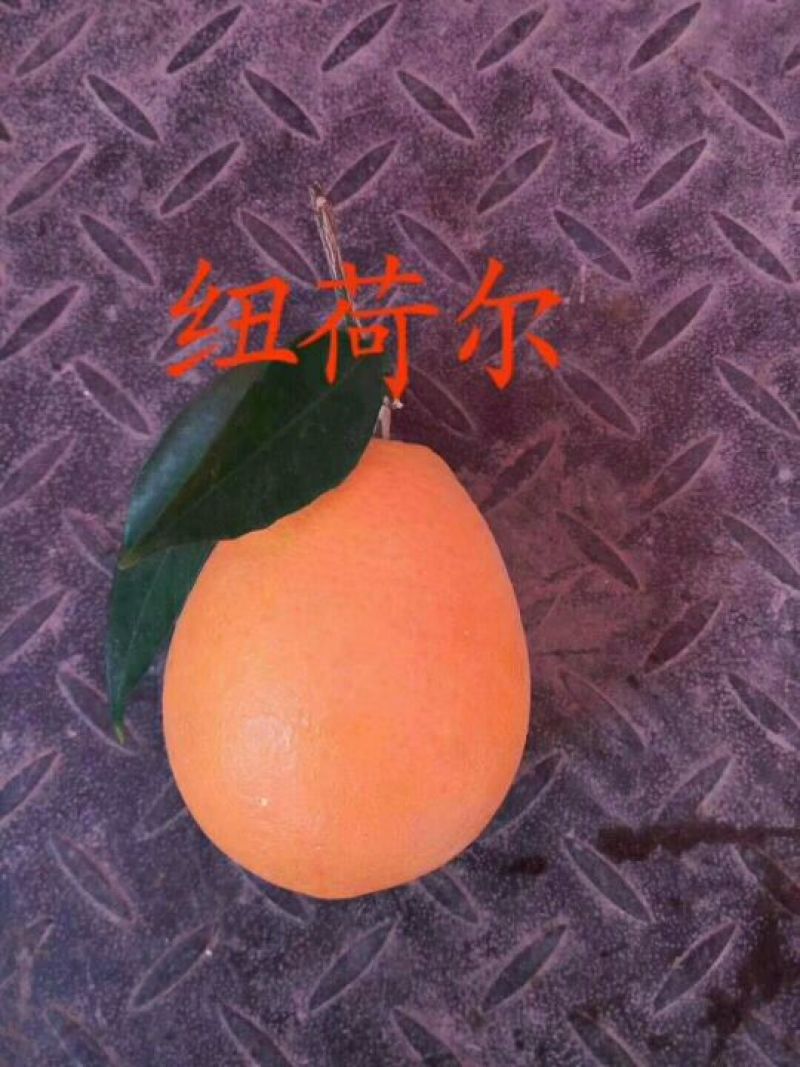 纽荷尔脐橙80~85mm