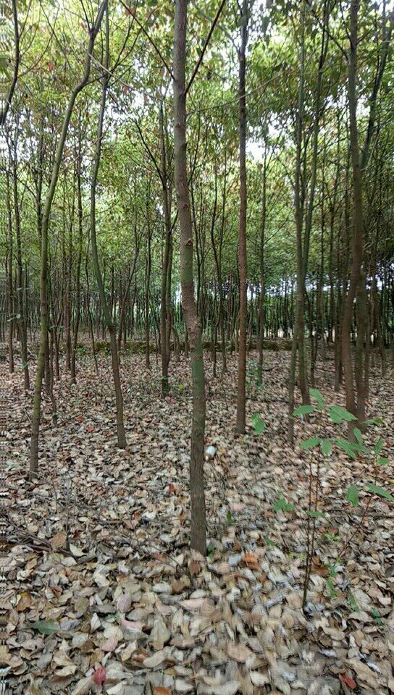 香樟4~6cm4~6cm2.5~3米