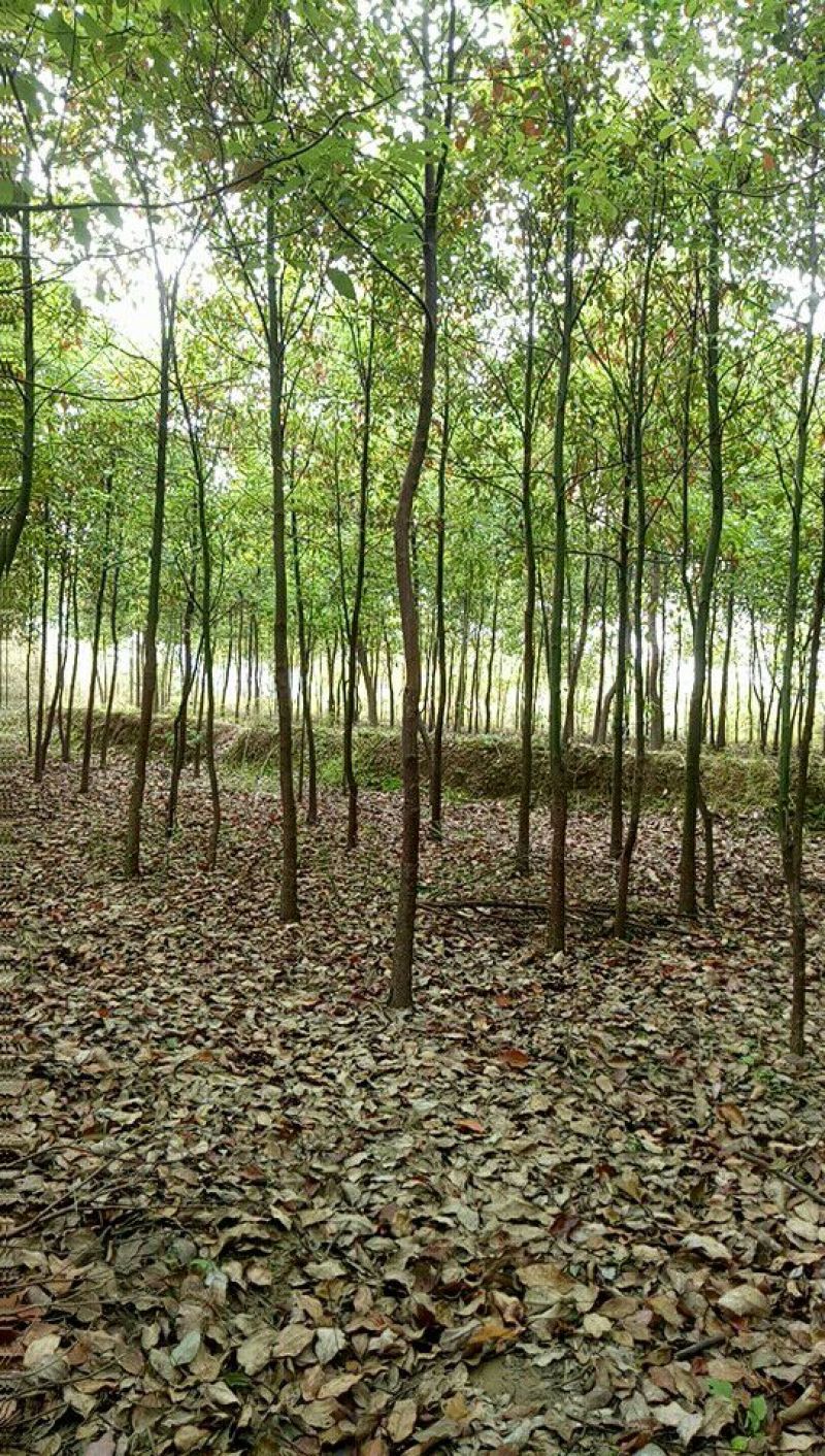 香樟4~6cm4~6cm2.5~3米