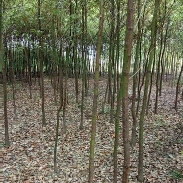 香樟4~6cm4~6cm2.5~3米