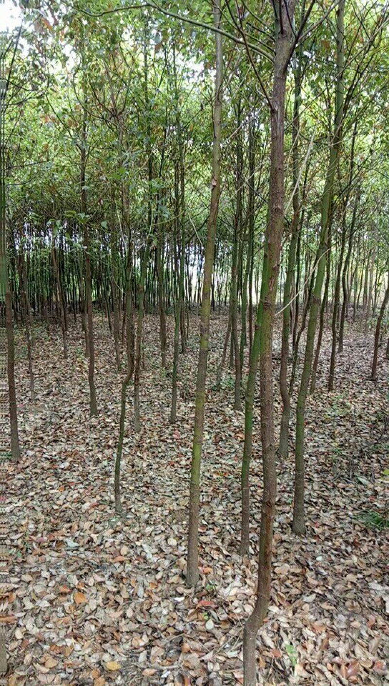 香樟4~6cm4~6cm2.5~3米