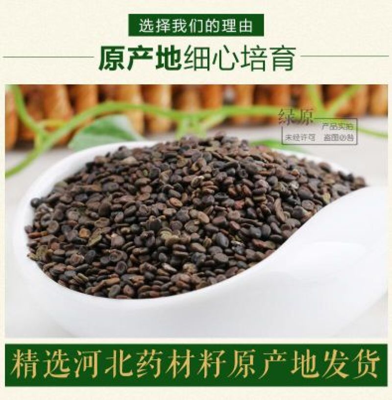 黄芪种子95%以上4斤/亩耐寒耐旱提供种植技术