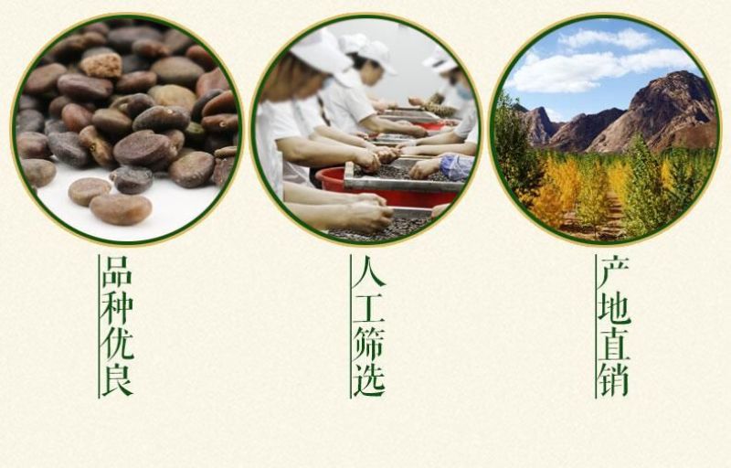 黄芪种子95%以上4斤/亩耐寒耐旱提供种植技术