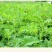 黄芪种子95%以上4斤/亩耐寒耐旱提供种植技术
