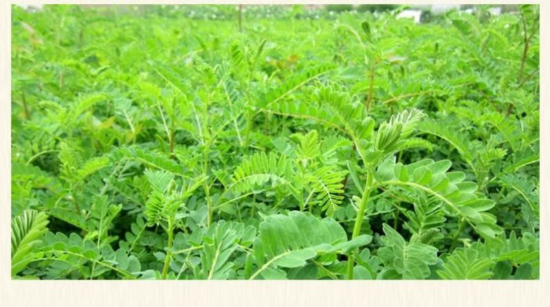 黄芪种子95%以上4斤/亩耐寒耐旱提供种植技术