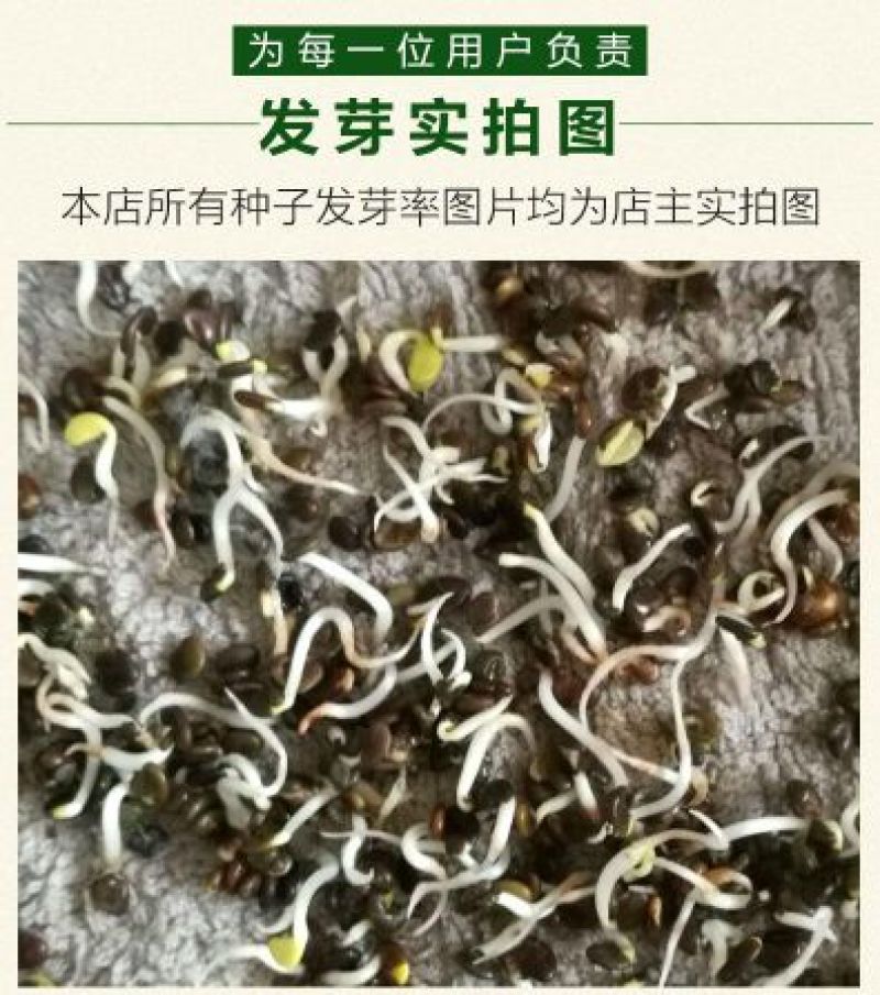 黄芪种子95%以上4斤/亩耐寒耐旱提供种植技术