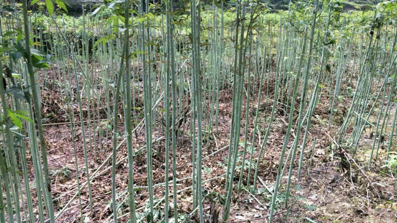 覆盆子苗