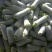 绿皮西葫芦0.6斤以上