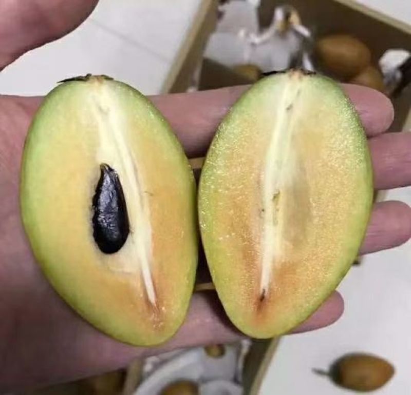 人心果苗