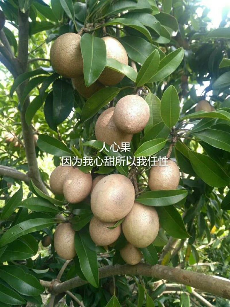 人心果苗