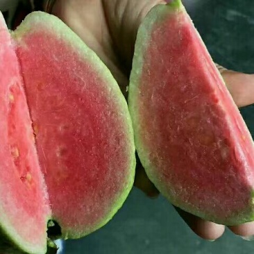 西瓜番石榴苗30~50cm