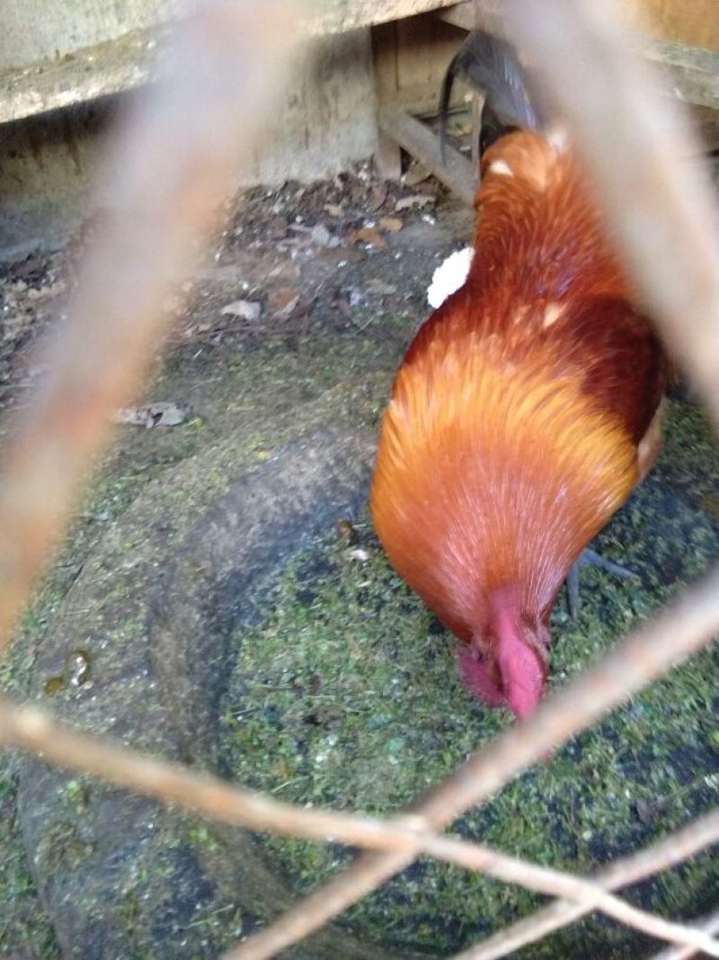 蜀中土鸡12月以上