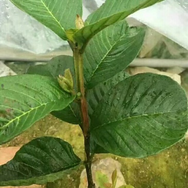 红宝石芭乐苗