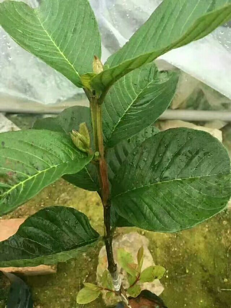 红宝石芭乐苗