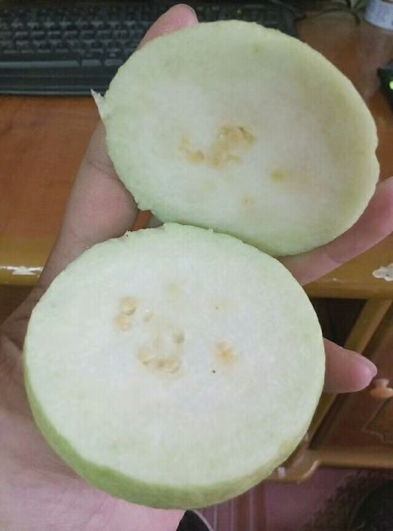 台湾珍珠番石榴苗30~50cm