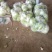 白菜4~6斤净菜夏阳白菜精品白菜大白菜河南通许蔬菜