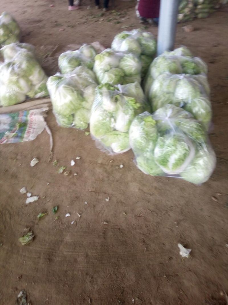 白菜4~6斤净菜夏阳白菜精品白菜大白菜河南通许蔬菜