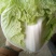 白菜4~6斤净菜夏阳白菜精品白菜大白菜河南通许蔬菜