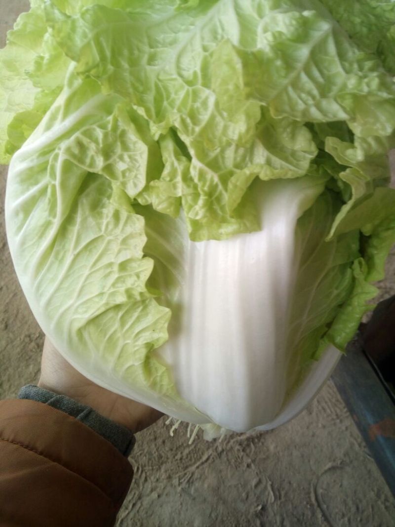白菜4~6斤净菜夏阳白菜精品白菜大白菜河南通许蔬菜