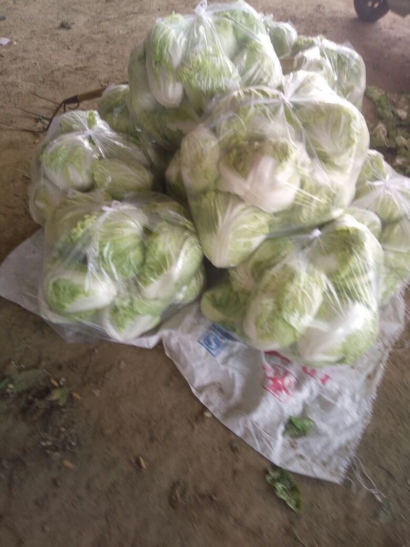 白菜4~6斤净菜夏阳白菜精品白菜大白菜河南通许蔬菜