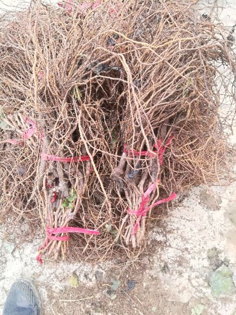 葡萄苗夏黑户太八号阳光玫瑰蓝宝石等