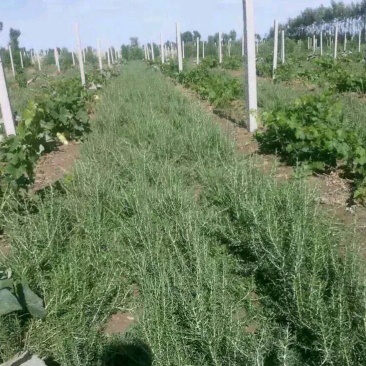 山东优质黑枸杞苗2年规格齐全