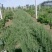 山东优质黑枸杞苗2年规格齐全