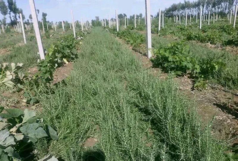 山东优质黑枸杞苗2年规格齐全