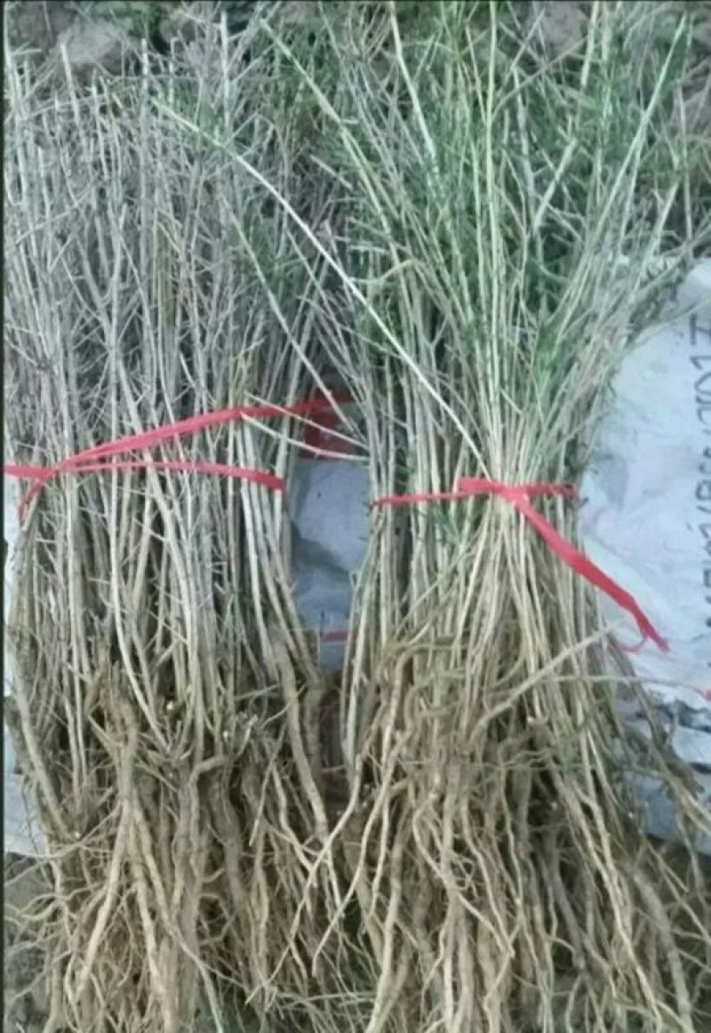 山东优质黑枸杞苗2年规格齐全