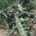 山东优质黑枸杞苗2年规格齐全